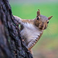 squirrel