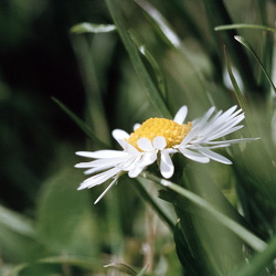 20250614 Makrotur til Strøby Egede og musik i Køge